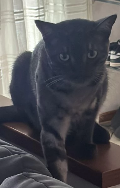 GATTO TIMIDO 