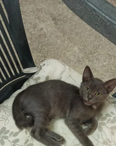 GATTINO 