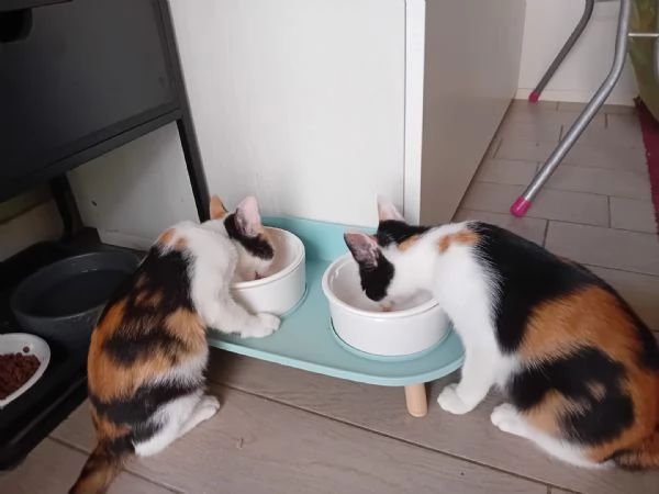 GATTINE | Foto 5