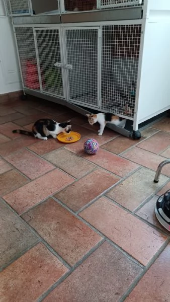 GATTINE | Foto 4