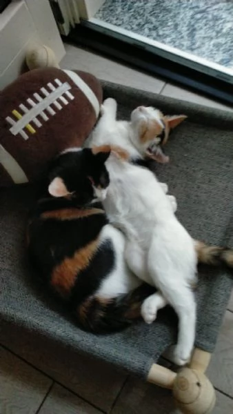 GATTINE | Foto 3