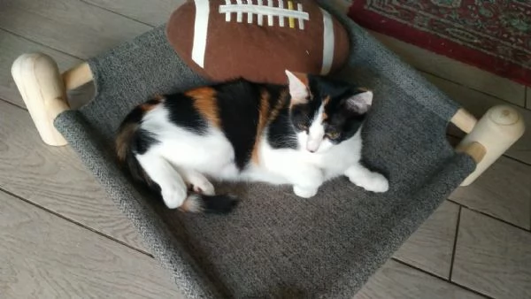 GATTINE | Foto 2