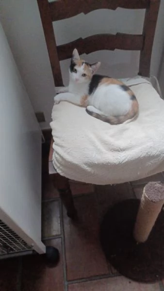 GATTINE | Foto 1