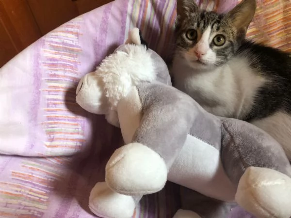 GATTINA
