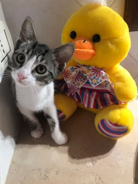 GATTINA | Foto 5