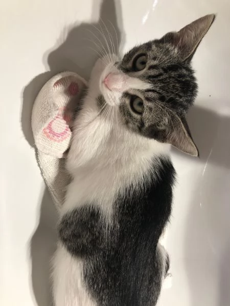 GATTINA | Foto 4