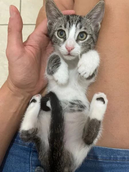 GATTINO E GATTINA | Foto 6
