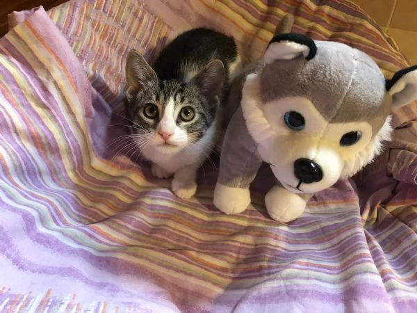 GATTINA | Foto 1
