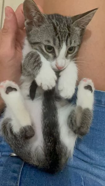 GATTINO E GATTINA | Foto 4