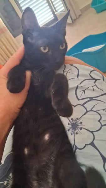 GATTINO E GATTINA | Foto 1