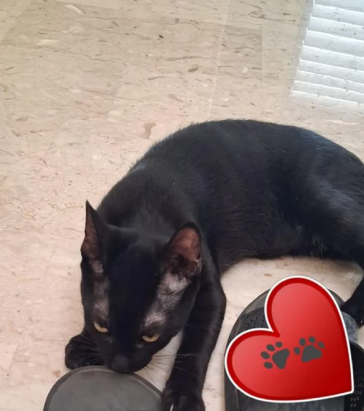 GATTINO E GATTINA
