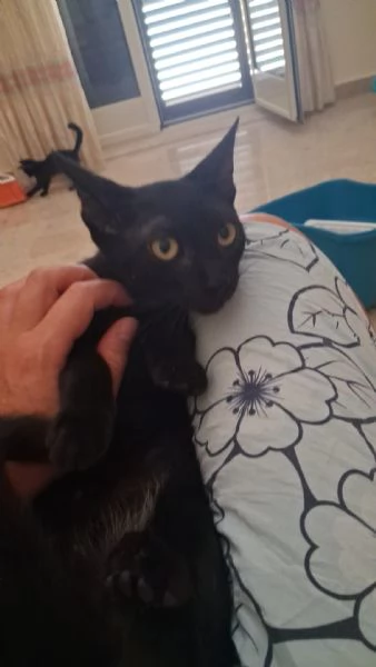 GATTINO E GATTINA | Foto 0