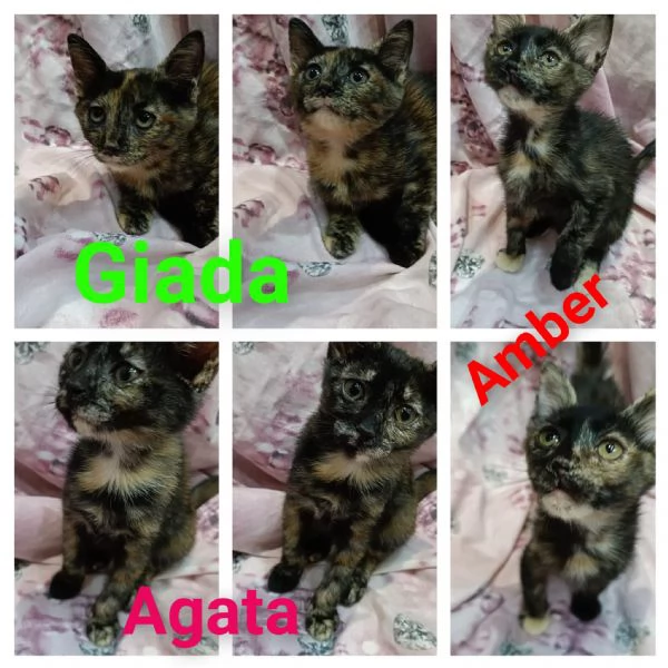 GATTINE COCCOLONE