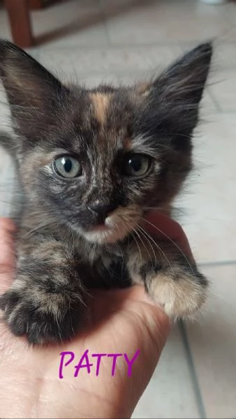 GATITNE SPECIALI