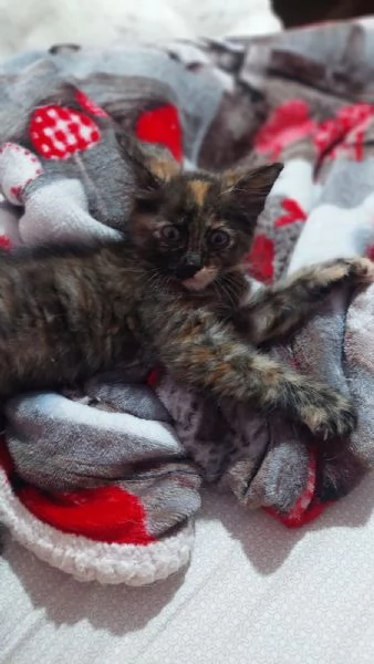 GATITNE SPECIALI | Foto 4