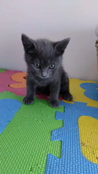 GATITNE SPECIALI | Foto 1