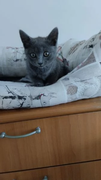 GATITNE SPECIALI | Foto 0