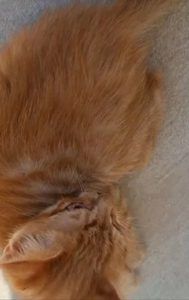 GATTINO SPECIALE  | Foto 3