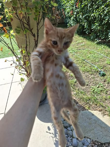 GATTINO SPECIALE 