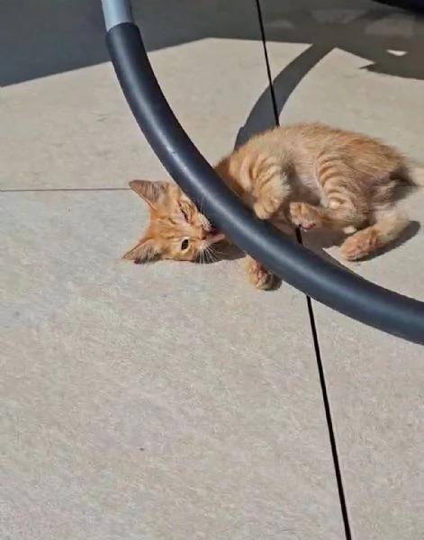 GATTINO SPECIALE  | Foto 2