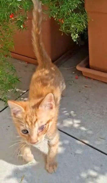 GATTINO SPECIALE  | Foto 0