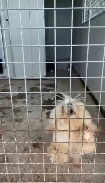 CAGNOLINE DOLCISSIME
