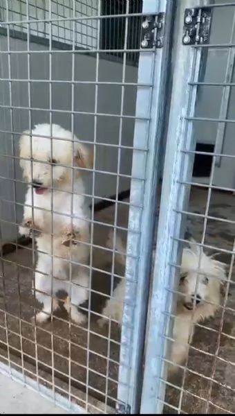 CAGNOLINE DOLCISSIME | Foto 0