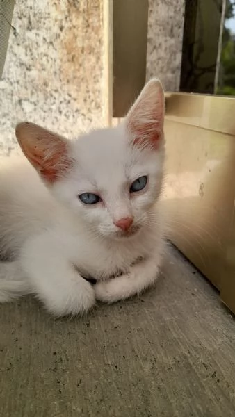 GATTINI COCCOLONI