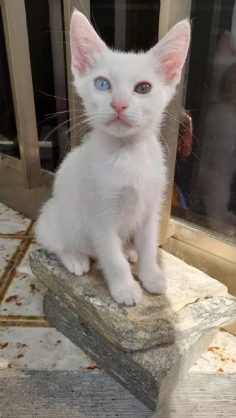 GATTINI COCCOLONI | Foto 3