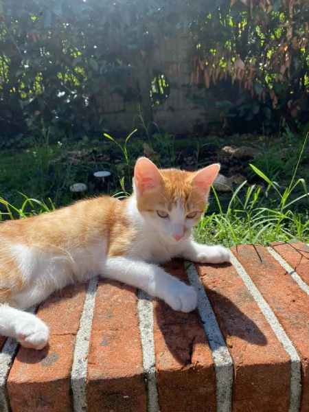 GATTINI COCCOLONI | Foto 1