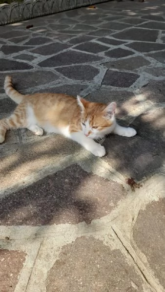 GATTINI COCCOLONI | Foto 0
