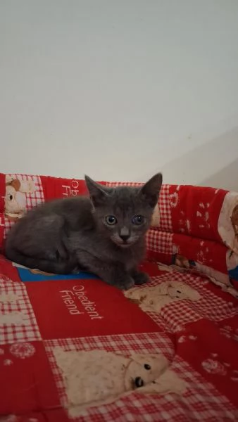 GATTINI AFFETTUOSI | Foto 4