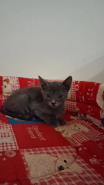 GATTINI AFFETTUOSI