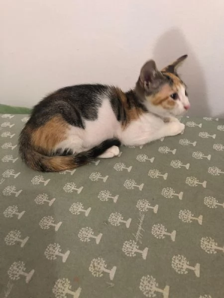 GATTINI AFFETTUOSI | Foto 1