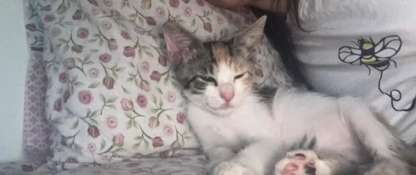 GATTINI AFFETTUOSI | Foto 0