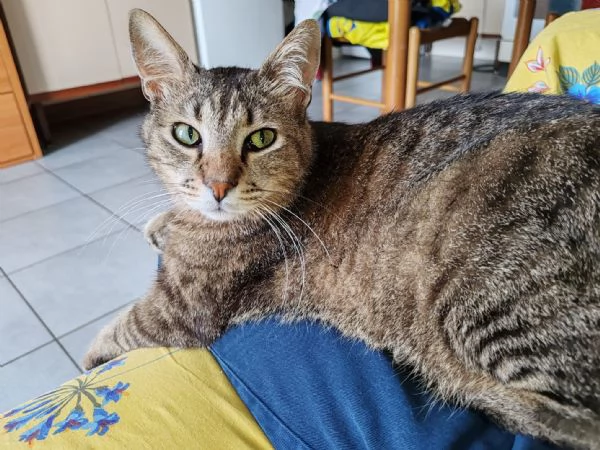 GATTO AFFETTUOSO | Foto 4