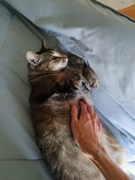 GATTO AFFETTUOSO | Foto 3