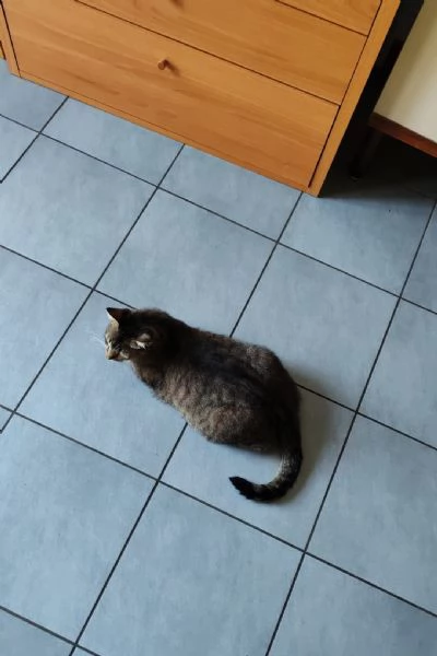 GATTO AFFETTUOSO
