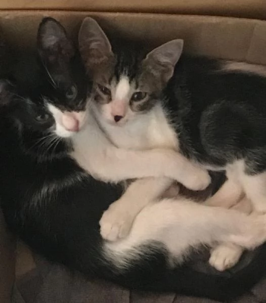 GATTINI INSEPARABILI
