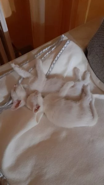GATTINO COCCOLONI  | Foto 4