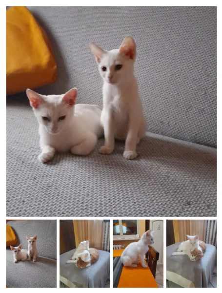 GATTINI COCCOLONI | Foto 1