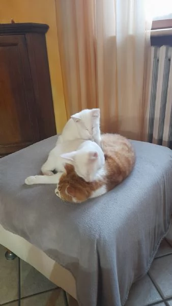 GATTINI COCCOLONI | Foto 0