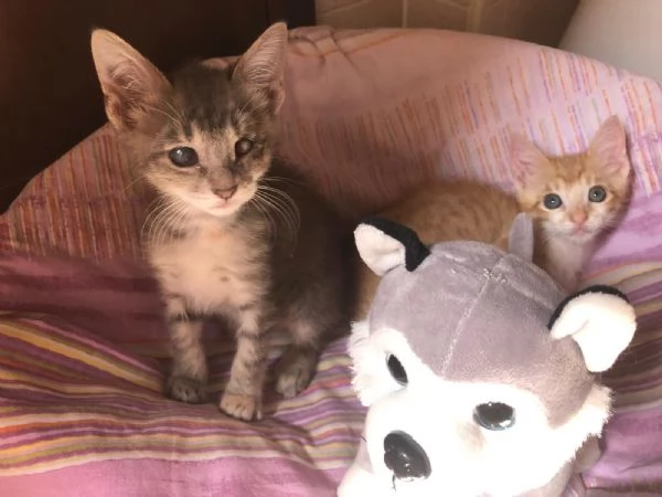 GATTINI SUPER SPECIALI  | Foto 4