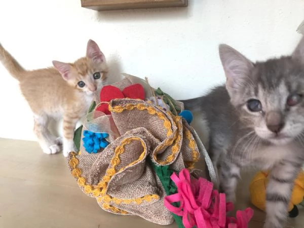 GATTINI SUPER SPECIALI  | Foto 3