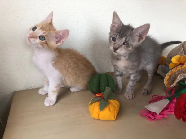 GATTINI SUPER SPECIALI  | Foto 1