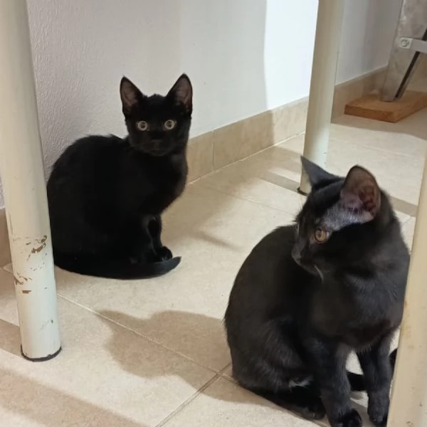 GATTINE NERE  | Foto 3