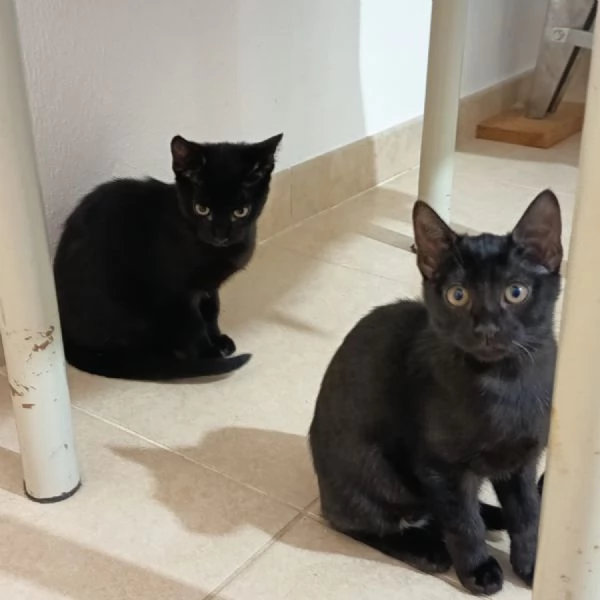 GATTINE NERE  | Foto 2