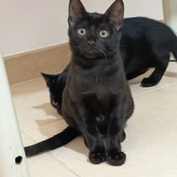 GATTINE NERE  | Foto 1