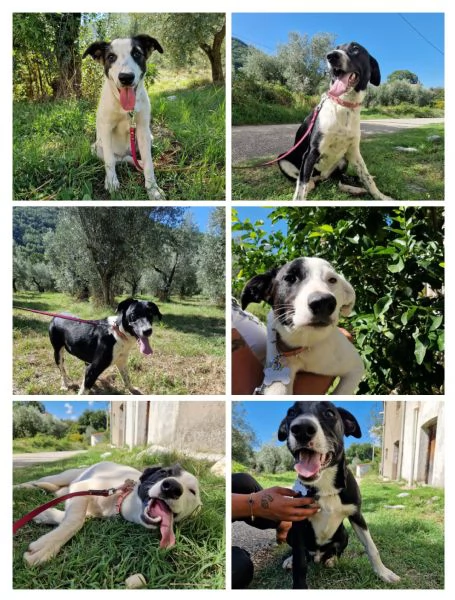 CUCCIOLI 