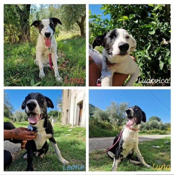 CUCCIOLI  | Foto 0